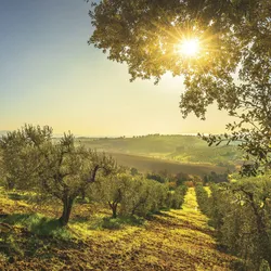 EUROART Glasbild 50 x cm Maremma Vineyards Glas Gelb