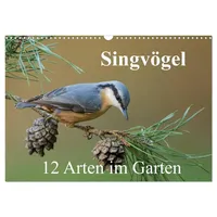 Calvendo Singvögel - 12 Arten im Garten (Wandkalender 2026