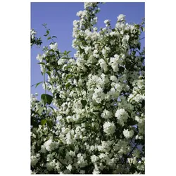 Philadelphus 'Virginal', Duftjasmin, weiß, 80–100 cm