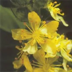 Bachblüten Original Agrimony 20 ml