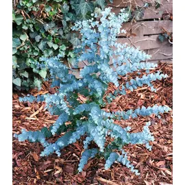 BALDUR Garten 1x Winterharter Eukalyptus Azura® im XXL-Topf, Pflanze im 15 cm-Topf, Eucalyptus gunnii, Azura, winterhart bis -20 °C, mehrjährig,