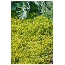 Origanum vulgare 'Thumbles', Oregano, aromatisch, ca. 9x9 cm Topf