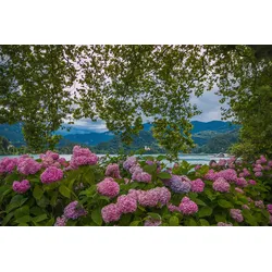 Fototapete PAPERMOON "Blumen am Fluss", bunt, B:3,50m L:2,60m, Vlies, Tapeten