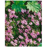 Pflanzen Für Dich Veronica prostrata 'Rosea', Ehrenpreis, rosa Blüten,