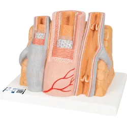 3B MICROanatomyTM Modell Arterie und Vene - 14-fache Vergrößerung - 3B Smart Anat...