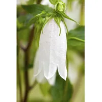 Pflanzen Für Dich Campanula punctata p 0,5