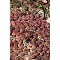 Pflanzen Für Dich Sempervivum x cult.'Hey Hey', Hauswurz, ca.