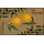 Wash+Dry Le Citron 75 x 120 cm Beige/Gelb