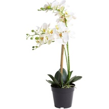 Botanic-Haus Kunstorchidee »Orchidee Bora«, beige