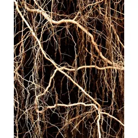 YODEYMA Nicolas for her Eau de Parfum 15 ml