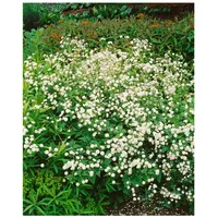 Pflanzen Für Dich Ranunculus aconitifolius 'Pleniflorus', weiß, ca. 9x9