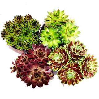 EXOTENHERZ Hauswurz - Set aus 12 verschiedenen Sempervivum-Sorten