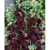 Pflanzen Für Dich Alcea rosea 'Pleniflora Chaters', purpur ca.