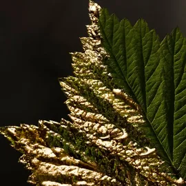 HUGO BOSS Boss Bottled Absolu Parfum Intense 50 ml