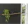 Wiemann Wandregal Lausanne 80 x 20 x 10 cm Beige