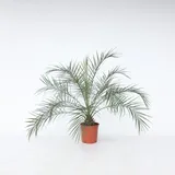 Plant in a Box - Zwergdattelpalme - Phoenix roebelenii - Höhe 80-90cm - Topf 21cm