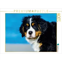 Calvendo Ein Motiv aus dem Kalender Seebärchen entdecken die