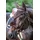 Kentucky Standard Fliegenohren WB braun