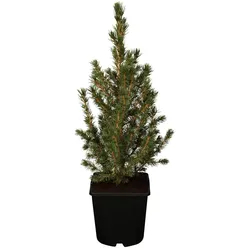 Picea glauca 'Conica', Zuckerhutfichte, kompakt, 20–30 cm
