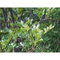 Szechuanpfeffer Zanthoxylum schinifolium Pflanze 55-60cm Japanischer Pfeffer