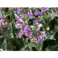 Pflanzen Für Dich Pulmonaria longifolia, Lungenkraut, ca. 9x9 cm