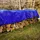 ECD Germany Abdeckplane Gewebeplane mit Ösen 4x3m 12m2, 650g/m2, Blau, PVC, Wasserdicht, Reißfest, 10 Haken, LKW-Plane Bootsplane