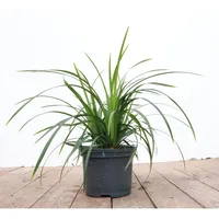 Pflanzen Für Dich Carex morrowii ssp. foliosiss. 'Irish Green',