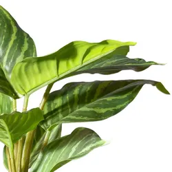 CREATIV green Künstliche Pflanze Grünpflanzenmix Hosta/Aglaonema/Dieffenbachia 25cm im Topf, 6er Set