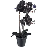 Kunstorchidee Orchidee Phalaenopsis Orchidee, Bruno Banani, Höhe 53 cm, mit real-touch-Blüten schwarz 53 cm