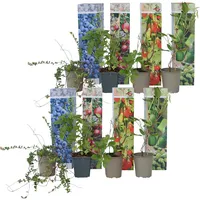 Plant in a Box - Mischung Obstpflanzen - 8