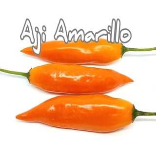 (25+) Aji Amarillo Pepper Samen