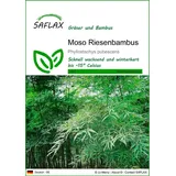 SAFLAX - Moosbambus - 20 Samen - Phyllostachys pubescens