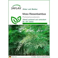 SAFLAX - Moosbambus - 20 Samen - Phyllostachys pubescens