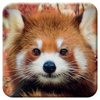 3D LiveLife Kork Matte - Baby Roter Panda von Deluxebase. Linsenförmige-3D-Kork Tiere Untersetzer. rutschfeste Getränkematte mit Originalkunstwerk lizenziert vom bekannt Künstler David Penfound