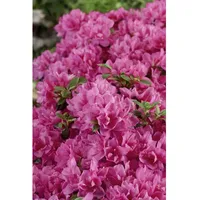 Pflanzen Für Dich Rhododendron obtusum 'Petticoat', Azalee, rosa, 20–25