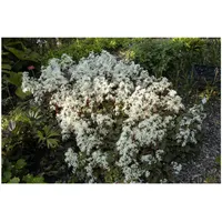 Pflanzen Für Dich Saxifraga cortusif.var.fort.'Rubrifolia' p 0,5