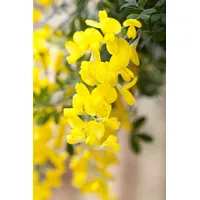 Pflanzen Für Dich Cytisus scoparius 'Gelber Funke' 30-40 cm