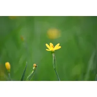Pflanzen Für Dich Sisyrinchium californicum, gelbblühend, ca. 9x9 cm