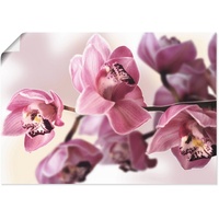 Artland Wandbild »Rosa Orchidee«, Blumenbilder, (1 St.), als Alubild,