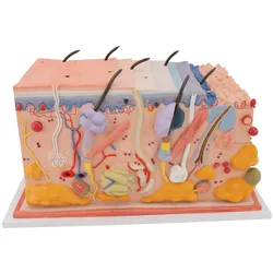 Hautmodell, Blockmodell, 70-fache Größe - 3B Smart Anatomy