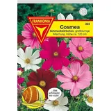 Frankonia Schmuckkörbchen (Cosmea)