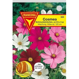 Frankonia Schmuckkörbchen (Cosmea)