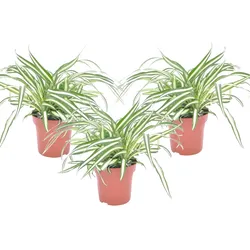Plant in a Box Chlorophytum comosum 'Atlantic' - Grünlilie 3er Set Höhe 25-40cm