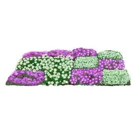Dehner Bio Stauden-Set 12-teilig, Rosa, Weiß