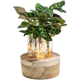 Dehner Waterplant Set New York 6-teilig mit LED 26 x 13 x 2,5 cm