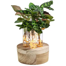 Dehner Waterplant Set New York 6-teilig mit LED 26 x 13 x 2,5 cm