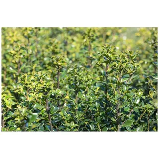 Pflanzen Für Dich Ilex meserveae 'Heckenstar', Stechpalme, immergrün, 30–40 cm