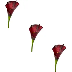 Kunstblume CREATIV GREEN "Calla", rot (bordeaux), H:55cm, Obermaterial: 100% Polyethylen, Kunstpflanzen