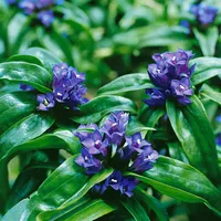 Pflanzen Für Dich Gentiana cruciata ssp. cruciata, Kreuz-Enzian, ca.