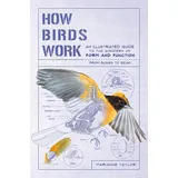 Experiment How Birds Work